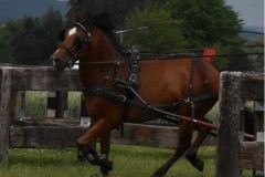 TrainingsTurnier-4